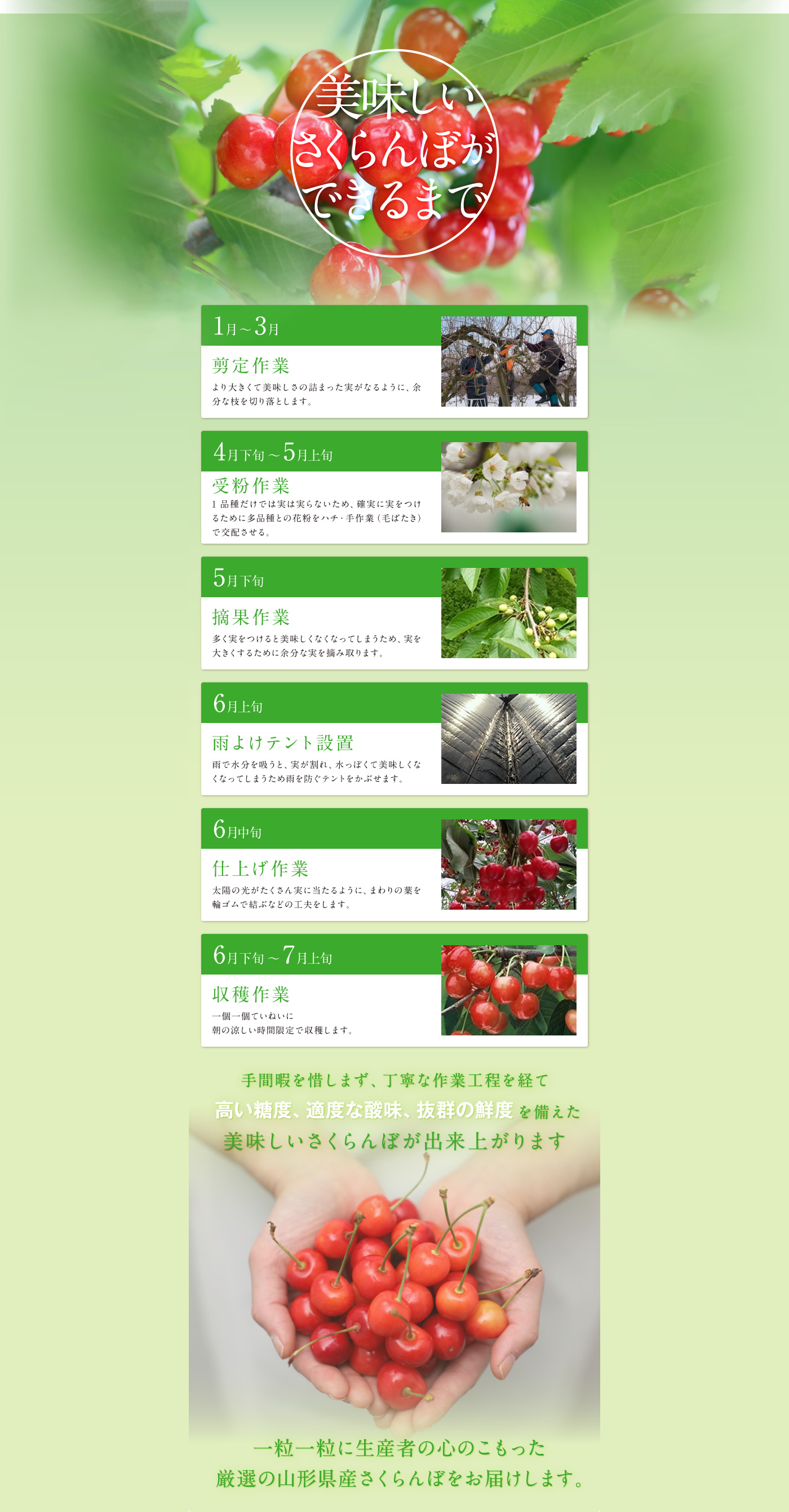 日本一の山形のさくらんぼ