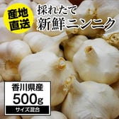 【約500g】にんにく 香川県産 新鮮採れたてニンニク