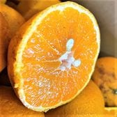 【約10kg】愛媛県産 デコみかん（ご家庭用・傷あり）