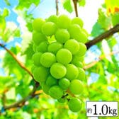 【約1kg(1~4房)】シャインマスカット(良品)