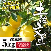 【約5.0kg】大玉 高知県産 文旦ぶんたん (2-3Lサイズ混合・ご家庭用)