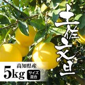 【約5.0kg】高知県産 文旦ぶんたん (ご家庭用・サイズ混合)