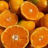 【10.5kg】愛媛産 ご家庭用 農家さんもぐもぐ 外なりみかん