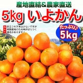 【5kg】愛媛県産 伊予柑(いよかん)(ご家庭用・傷あり)