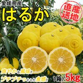 【5kgセット】 愛媛県産はるか YDF-004