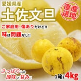 【4kg】 愛媛県産土佐文旦 (ご家庭用・傷あり) (サイズお任せ) YDF-008