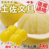 【4kg】 愛媛県産土佐文旦 (中玉) YDF-007