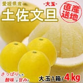 【4kg】 愛媛県産土佐文旦 (大玉) YDF-006