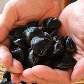 【500g】北海道網走産 冷凍 しじみ