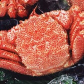 【400g前後×1尾】北海道オホーツク海産 ボイル 毛がに