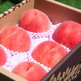【予約受付】8/25~順次出荷【約1.7kg~2.4kg/5個~9個】山形県産 白桃《秀品》【冷蔵】