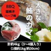 【計約4kg】まぐろカマ（BBQ・煮付け等に）豊洲加工