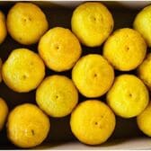 【予約受付】11/15~順次出荷【1.5kg】熊本県産 大分県産 ゆず （ご家庭用）