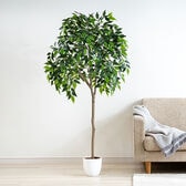 光触媒 インテリアクグリーン ベンジャミン