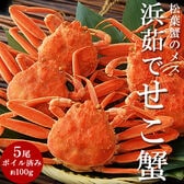 【5尾/計約500g】松葉蟹のブランド産地兵庫県・香住産限定！浜茹でせこ蟹