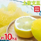 【予約受付】1/20~順次出荷【約10kg】土佐文旦 ご家庭用