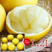 【予約受付】1/20~順次出荷【Lサイズ8玉or2Lサイズ7玉】土佐文旦　ご家庭用(傷あり)