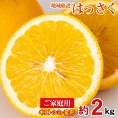 【予約受付】2/5~順次出荷【約2kg/サイズお任せ】地域厳選はっさく  ご家庭用
