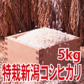 【5kg×1袋】令和7年産  特別栽培米新潟県阿賀野産コシヒカリ