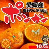 愛媛県産　ご家庭用 ぽんかん 10.5kg 不揃い・傷あり
