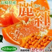 【5kg(2.5kg×2箱)】高級みかん「せとか」の兄弟！麗紅（れいこう）