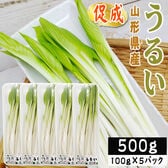 【500g】山形県産 促成山菜 うるい 100g×5パック (クール便)