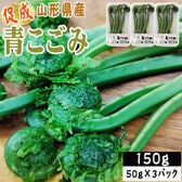 【150g】山形県産 促成山菜 青こごみ 50g×3パック(クール便)