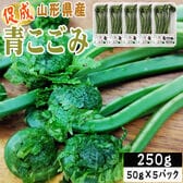 【250g】山形県産 促成山菜 青こごみ 50g×5パック(クール便)