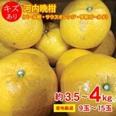 【予約受付】3/15~順次出荷【約3.5~4kg/9~15玉】河内晩柑（厳選発送）ご家庭用・傷あり