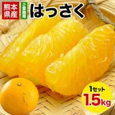 【1.5kg】はっさく柑 (八朔・紅八朔)※ご家庭用（傷あり サイズ不選別）