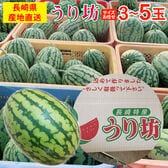 【予約受付】5/20~順次出荷【3~5玉(サイズお任せ)】小玉すいか うり坊