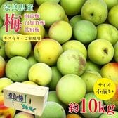 【予約受付】5/25~順次出荷【約10kg】青梅 白加賀梅 ご家庭用