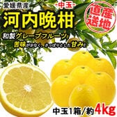 【約4kg】 愛媛県産河内晩柑 (中玉)
