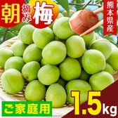 【予約受付】6/15~順次出荷【1.5kg】朝摘み梅※ご家庭用（傷あり サイズ不選別）
