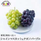 葡萄2種食べ比べ（シャインマスカット&ナカノパープル )