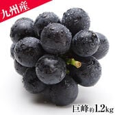 【約1.2kg】九州産 巨峰 （約300g×4パック）