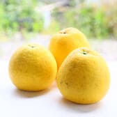 【8kg/2L以上サイズ(ビックサイズ)】宇和島ゴールド ※葉傷・枝傷・黒点等の傷あり