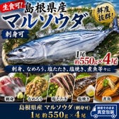 【計約2.2kg/一尾約550g×4パック】島根県産 マルソウダ 《刺身可》