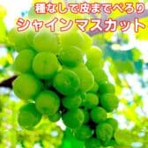 【約800g】農家さんもぐもぐ シャインマスカット ご家庭用
