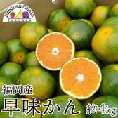 【予約受付】9月下旬~順次出荷【福岡】約4kg   早味かん