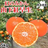 【予約受付】11/19~順次出荷【5kg】山下紅早生みかん 熊本県産