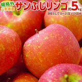 【予約受付】11/1~順次出荷【約5kg(目安として13~25玉)】規格外 サンふじりんご
