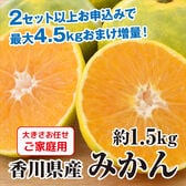 【予約受付】10/19~出荷【極早生~早生1.5kg】香川県産みかん ※ご家庭用(傷あり 不揃い)