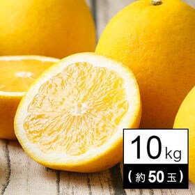 ちび玉宇和島ゴールド 10kg(約50玉)※家庭用