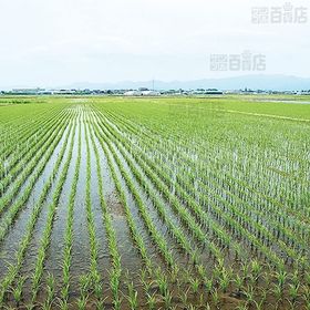 令和3年産 山形県産つや姫 (白米) 5キロ