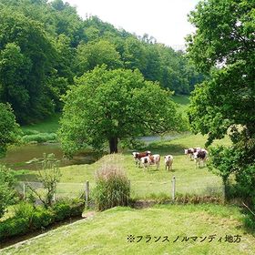 フランス産 バタービスケット そば粉 120g