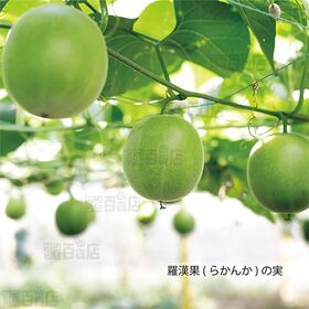 フォワード ラカントホワイト 1kg