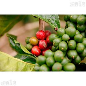 マウントハーゲン オーガニック フェアトレード カフェインレス インスタントコーヒー 100g