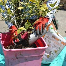 花ごころ GREEN EARTH TOGETHER 果樹・柑橘の土 培養土 12L