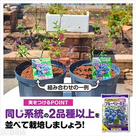 花ごころ ブルーベリーの土 12L